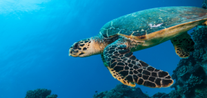 A sea turtle swimming amongst a coral reef.