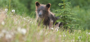 A brown bear cub sitting in a meadow of wildflowers.