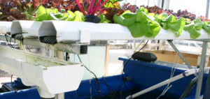 A hydroponic farm.