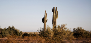 A cactus in the Texas desert.