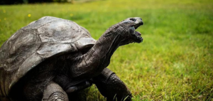 Jonathan the Giant Tortoise